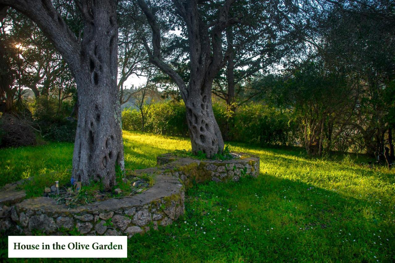 Apartament House In The Olive Garden Ágios Ioánnis Zewnętrze zdjęcie