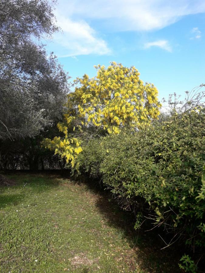 Apartament House In The Olive Garden Ágios Ioánnis Zewnętrze zdjęcie