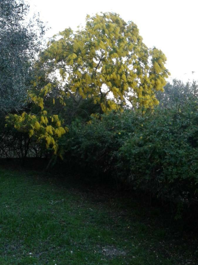 Apartament House In The Olive Garden Ágios Ioánnis Zewnętrze zdjęcie