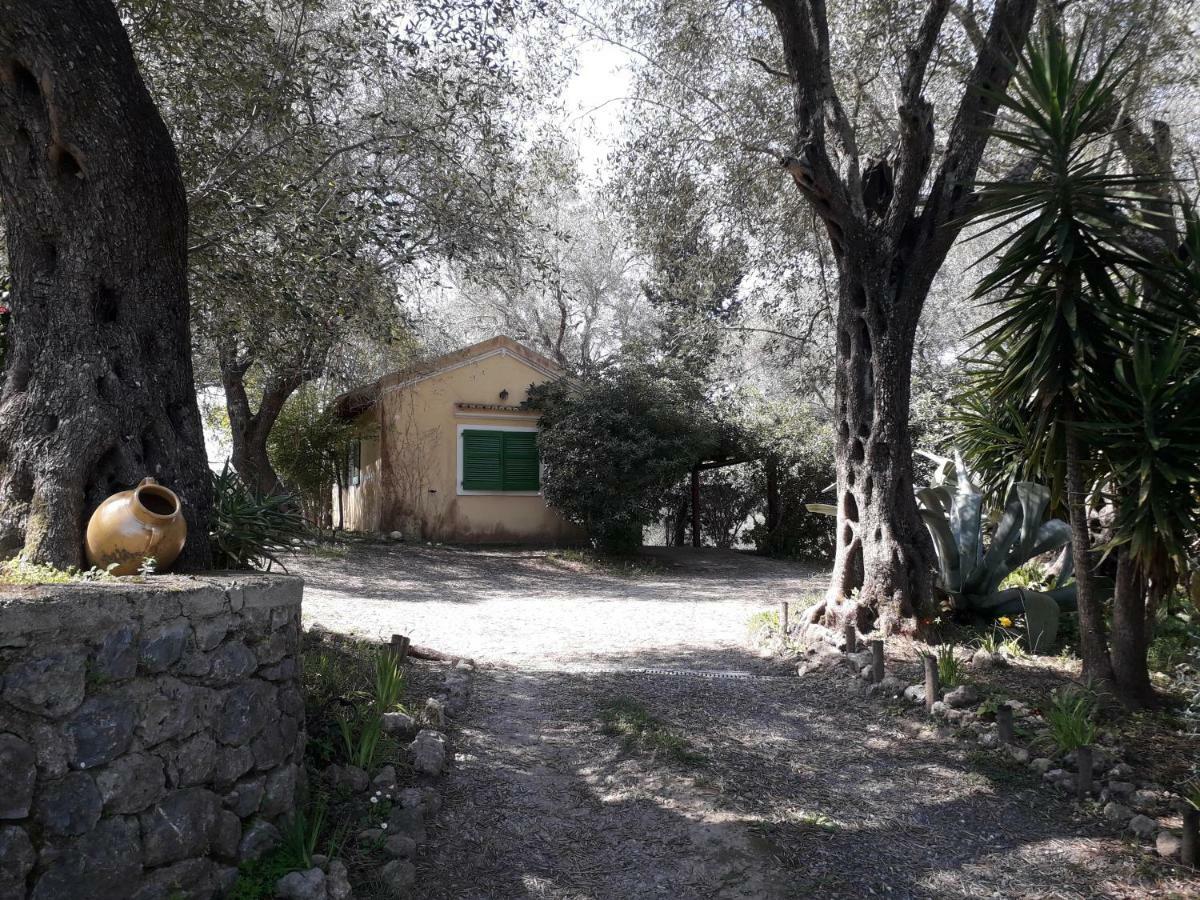 Apartament House In The Olive Garden Ágios Ioánnis Zewnętrze zdjęcie